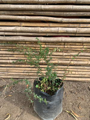 Berberis michay darwini