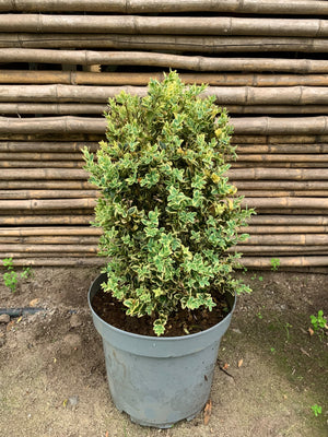 Boj Variegado - Buxus Sempervirens Variegata (Frondoso 40 - 50 cm)