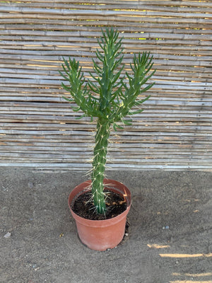 Cactus Aguja de Eva