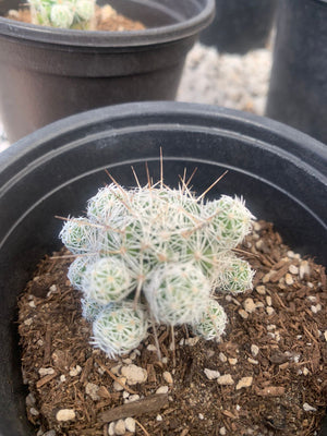Cactus de Nieve