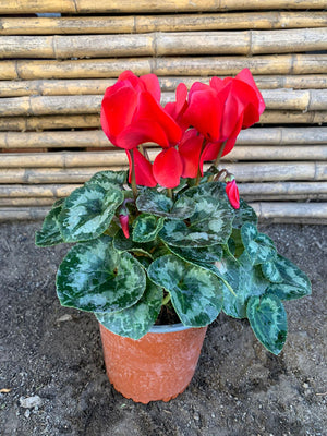 Ciclamen (Rojo)
