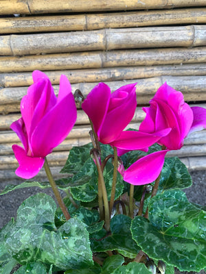 Ciclamen (Rosado)