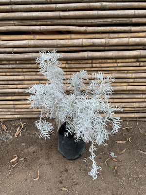 Cineraria