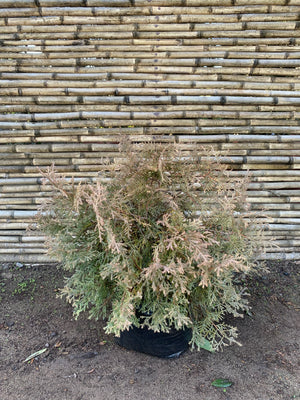 Thuja Occidentalis Rheingold