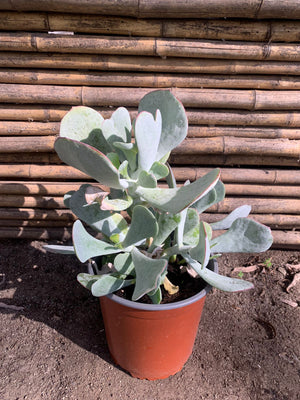 Cotyledon