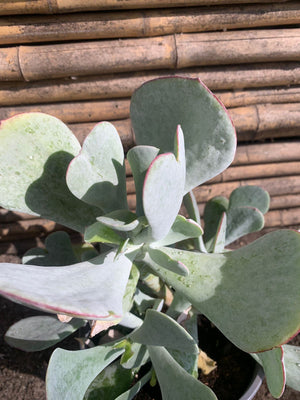 Cotyledon