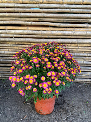 Crisantemo Bola (Rosado Oscuro)