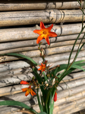 Crocosmia