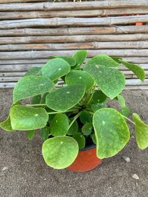 Cucharita