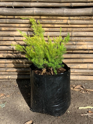Diosma