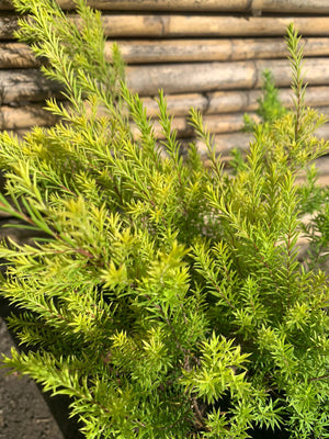 Diosma