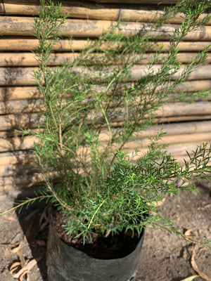 Diosma verde arbustivo