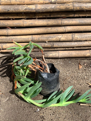 Doca Verde