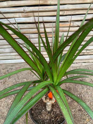 Dracena Marginata