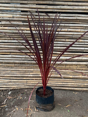 Dracena roja