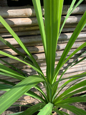 Dracena verde