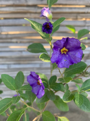 Solano Ratonetti (Morado)
