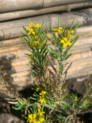 Erysimun Amarillo