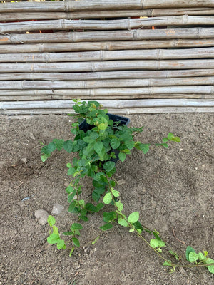 Ficus Rastrero - Ficus repens