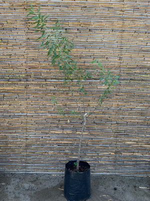 Almendro Non Pareil - Prunus Dulcis Var. Non Pareil