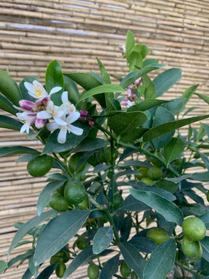 Citrus Topiario / Kumquat Meyer