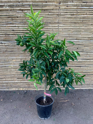 Mandarino - Citrus reticulata