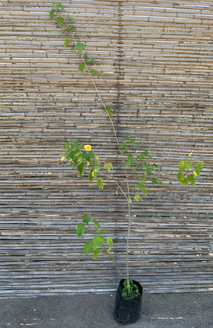 Abutilón Amarillo