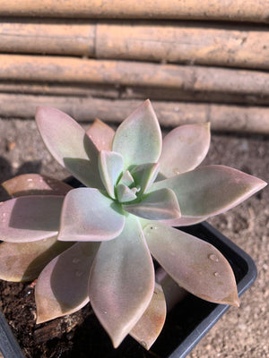 Graptopetalum