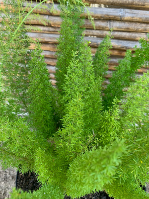 Helecho Meyeri - Asparagus meyeri