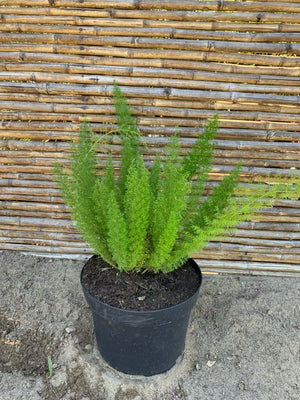 Helecho Meyeri - Asparagus meyeri