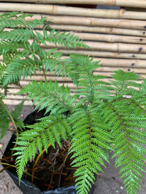 Helecho Paragua - Lophosoria Quadripinnata (0.4m)