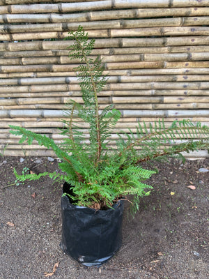 Helecho Polistichum - Polystichum Setiferum