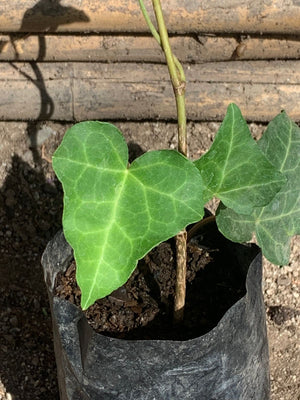 Hiedra Verde