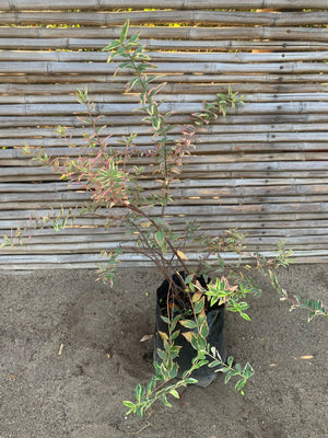 Hipérico variegado