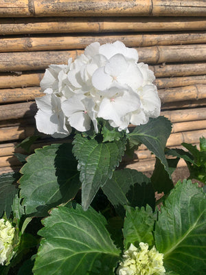 Hortensia Blanca