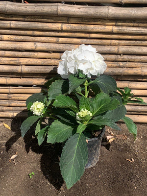 Hortensia Blanca