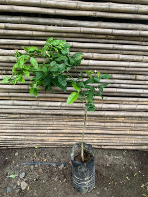 Mandariquat