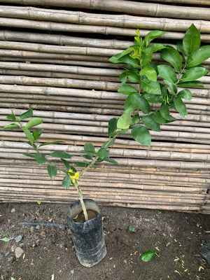 Limón Sutil de Gaza