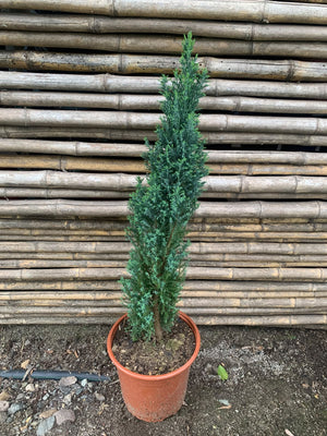 Elwoody - Chamaecyparis lawsoniana 'Ellwoodii' (60 cm)