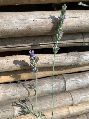 Lavanda inglesa