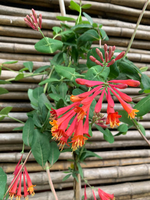 Madre selva roja - Lonicera sempervirens