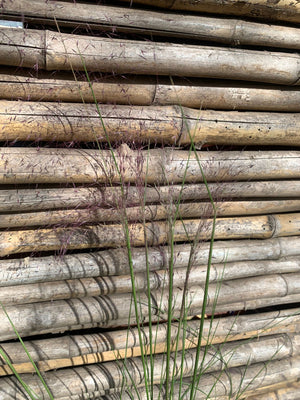 Muhlenbergia