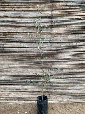 Olivo