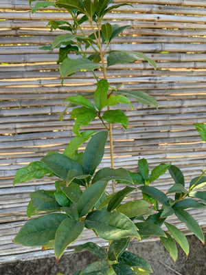Osmanthus fragrans (1.0 - 1.3 m)