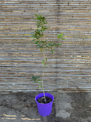 Osmanthus fragrans (1.0 - 1.3 m)