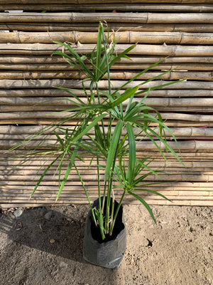 Papiro Chileno
