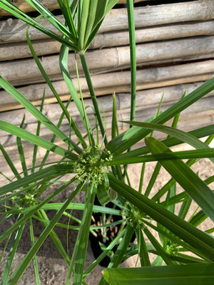 Papiro Chileno