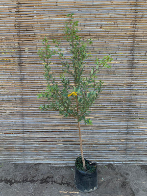 Peumo (1.3 - 1.6 m)
