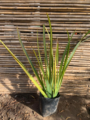 Pita variegada