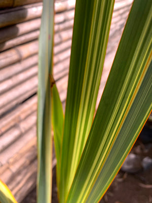 Pita variegada